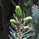 Picea omorika ഇല