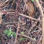 Cistus creticus Bark