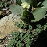 Lomatium martindalei ᱛᱟᱦᱮᱸ