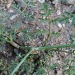 Caucalis platycarpos Ekosanga