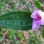 Melastoma malabathricum Flor
