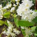 Poranopsis paniculata Fleur