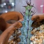 Euphorbia greenwayi Hoja