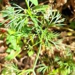 Cyclospermum leptophyllum Habit