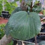 Gloxinia perennis Blad