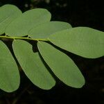 Machaerium × salvadorense