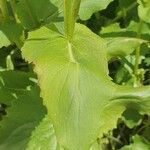 Doronicum orientale Likasa