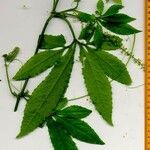 Cyclanthera multifoliola Altul/Alta