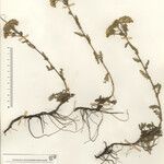 Achillea virescens Sonstige