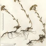 Achillea virescens Mosusu