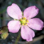 Drosera filiformis Virág