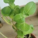 Coleus amboinicus Leaf