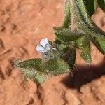 Myosotis minutiflora ফুল