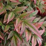 Nandina domestica Leaf