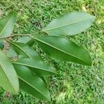 Duguetia lanceolata Leaf