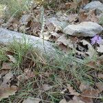 Spiranthes spiralis Celota