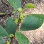 Ficus natalensis Fruitua