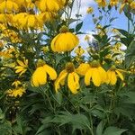 Rudbeckia nitida 花