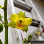 Cyrtopodium flavum Flower