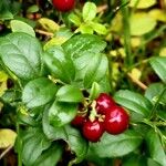 Vaccinium vitis-idaea Fruto