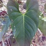 Anthurium andraeanum Leaf