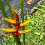 Heliconia stricta Flower