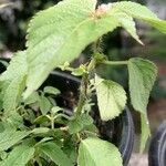 Acalypha alopecuroidea Кора