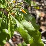 Solanum bahamense Hoja