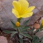 Linum campanulatum Habitus