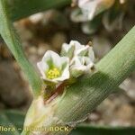 Polygonum raii बार्क (छाल)