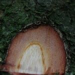 Trichilia rubescens Bark