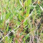 Rumex usambarensis Folio