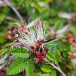 Calliandra eriophylla Žiedas