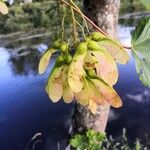 Acer pseudoplatanus Vili