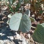 Abutilon hirtum Feuille