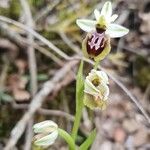 Ophrys × arachnitiformis Λουλούδι