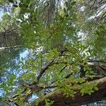 Nothofagus solandri Folha