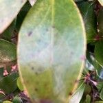 Ternstroemia gymnanthera 葉