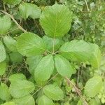 Rubus winteri Blad