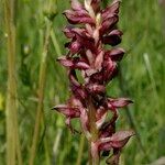 Anacamptis coriophora Otro