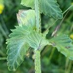 Rhinanthus major Blad