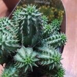 Euphorbia susannae Feuille