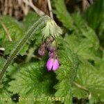 Primula matthioli Flower