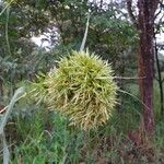 Cymbopogon densiflorus Flor