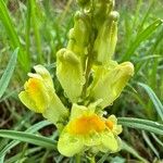 Linaria vulgarisFloare