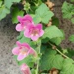 Lophospermum erubescens 花