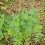 Leonurus quinquelobatus Hoja