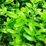 Buxus sinica Hoja