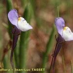 Linaria algarviana Flower
