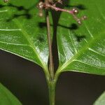 Psychotria deflexa পাতা